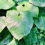 Cardiocrinum giganteum Leaf
