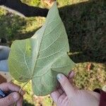 Paulownia tomentosaLeaf