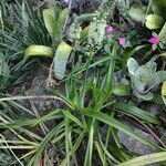 Albuca bracteata Hoja