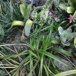 Albuca bracteata List