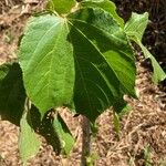 Heliocarpus americanus Leaf