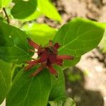 Calycanthus floridus Flower