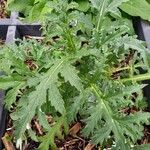 Cynara cardunculus Levél