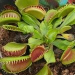 Dionaea muscipula Blad