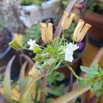 Nemesia floribunda Lorea