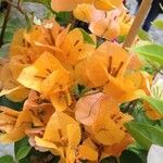 Bougainvillea spectabilis Cvet