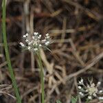 Daucus carotaBlomst