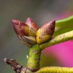 Rhododendron strigillosum Övriga
