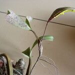 Bulbophyllum renkinianum Pokrój