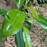 Ficus rubiginosa Feuille
