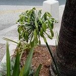 Agapanthus umbellatusBlüte