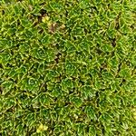 Azorella aretioides Hoja