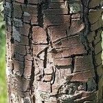 Pyrus salicifolia Bark