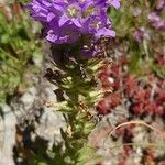 Campanula spicata Hábito