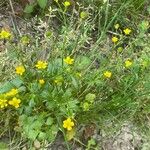 Ranunculus arvensis Агульны выгляд