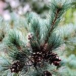 Pinus parviflora Yaprak