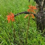 Aloe amudatensis Λουλούδι