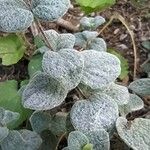 Origanum dictamnus Leaf