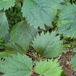 Boehmeria platanifolia Leaf