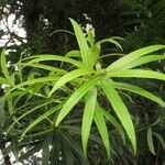 Podocarpus oleifolius