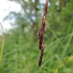 Carex melanostachya Fruto