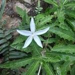 Hippobroma longiflora Blüte