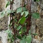 Rubus ulmifolius Feuille