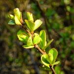 Chaenomeles × superba Leaf