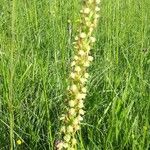 Orchis anthropophora Fiore