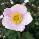 Anemone hupehensis Blüte