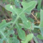 Sonchus tenerrimus Fuelha