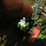 Angraecum distichum Blüte