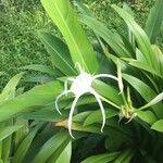 Hymenocallis littoralisFleur