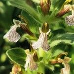Ajuga laxmannii Flower