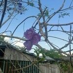 Jacaranda caucana Blomst