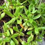 Crassula pubescens Leaf