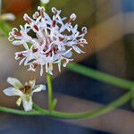 Palafoxia integrifolia Flower