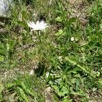 Leucanthemum adustum Habitat