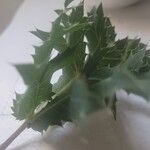 Eryngium campestre Leaf