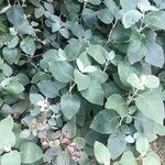 Barleria albostellata आदत
