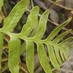Asplenium capense Blatt