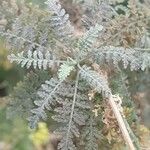Descurainia bourgaeana Hoja