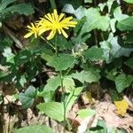 Crepis lampsanoides Flower