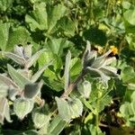 Nonea vesicaria Blatt