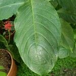Odontonema cuspidatum Leaf