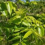 Juglans californica Blad