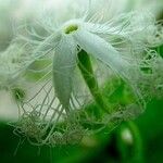 Trichosanthes cucumerina Blüte