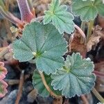 Pelargonium endlicherianum Feuille