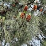 Pinus canariensis List