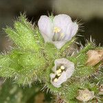 Phacelia coerulea Květ